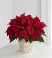 The FTD� Red Poinsettia Basket (Small)