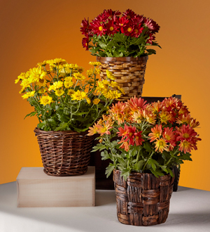 The FTD� Bright Harvest Basket