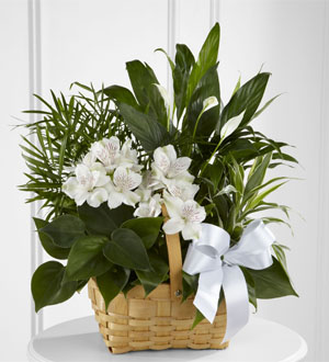 The FTD� Peace & Serenity� Dishgarden