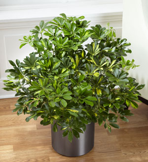 The FTD� Schefflera Arboricola