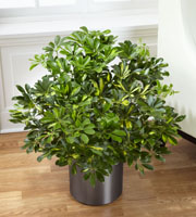 The FTD� Schefflera Arboricola