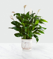 The FTD� 8 inch Comfort� Planter