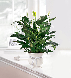 The FTD� Comfort Planter