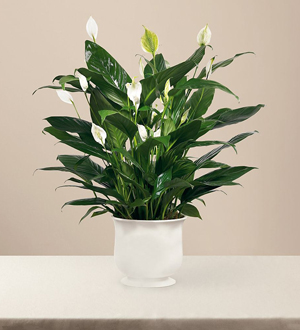 The FTD� Comfort Planter