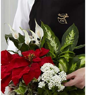 The FTD� Florist Designed Plants in a Basket
