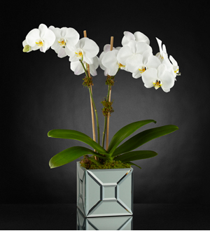 The FTD� Elegant Impressions� Luxury Orchid